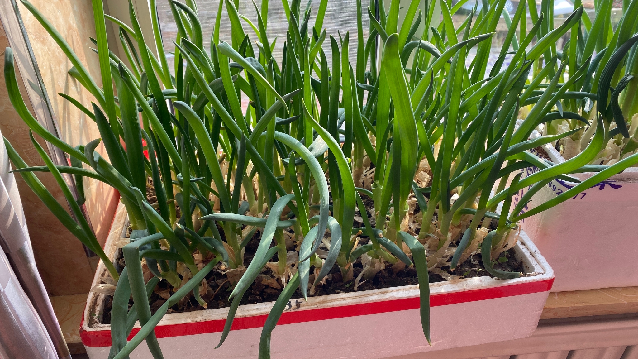 家里只要有个泡沫箱就能种葱快递的泡沫箱子千万别扔