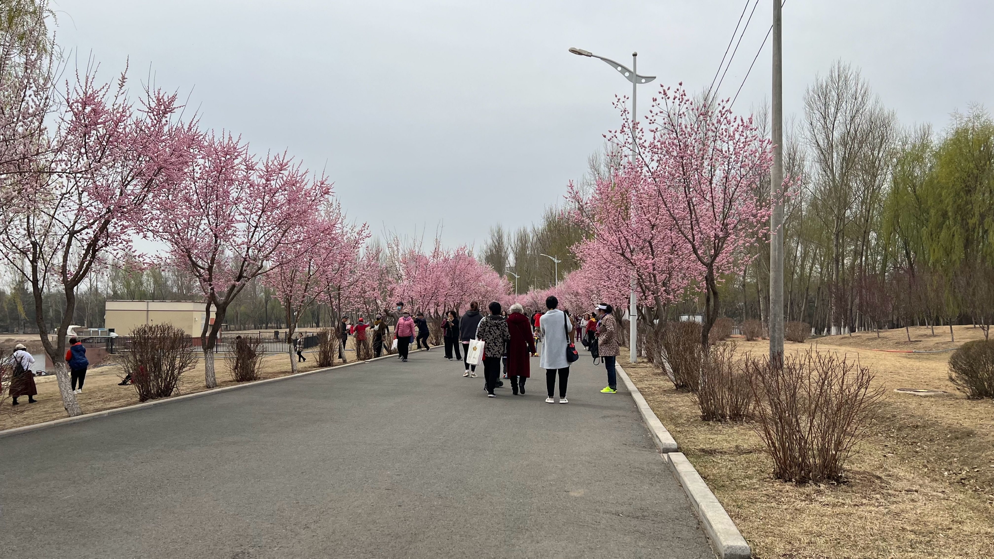 长春赏花地点,伊通河樱花岛