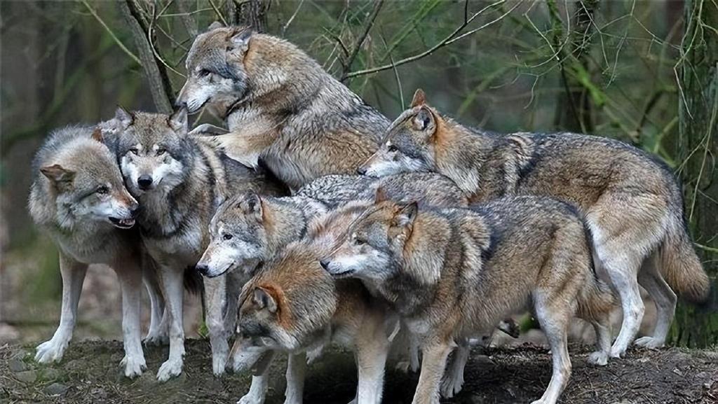 甘肃|狼群|狼_新浪新闻