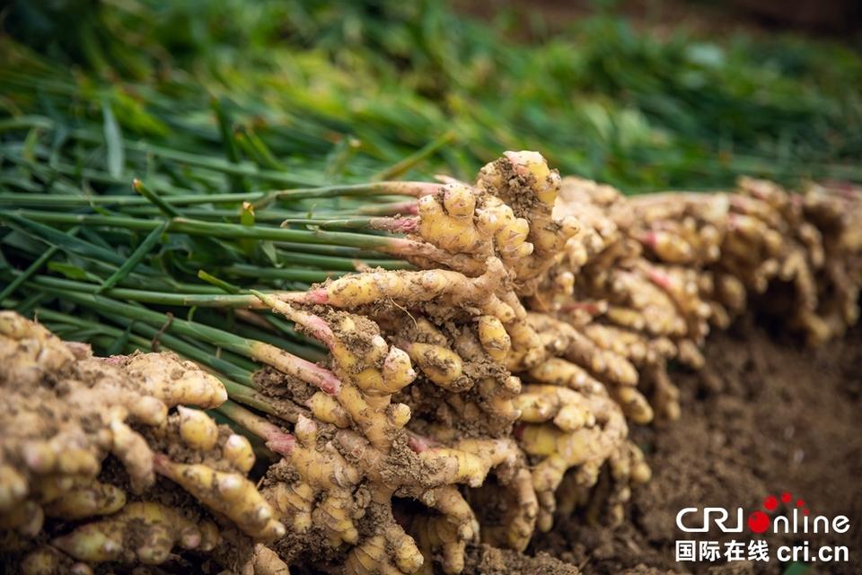 初冬时节贵州贞丰姜田忙|贞丰县|龙场镇|生姜_新浪新闻