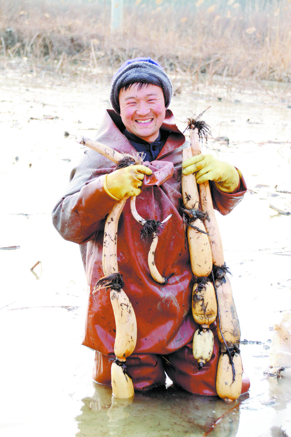 马岭岗镇的挖藕人:在淤泥中"淘金"!