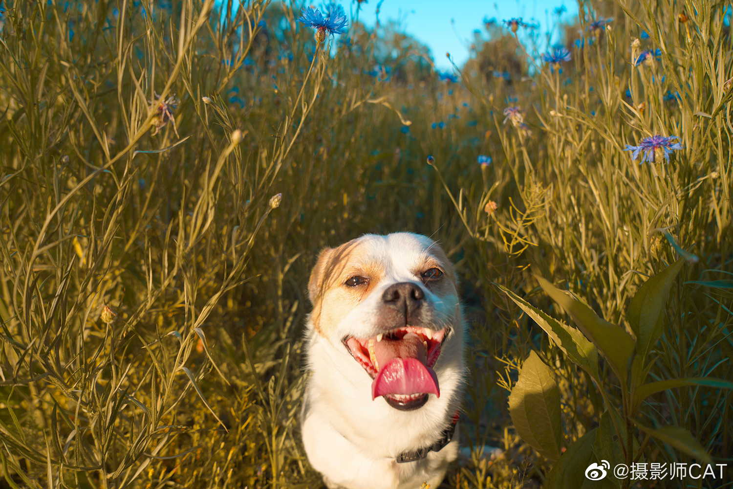 石家庄太美了!携狗子🐶们给大家乐一个