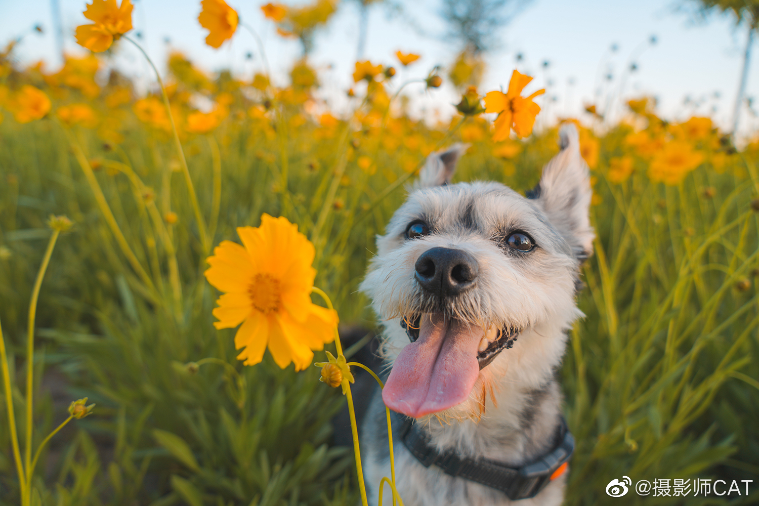 石家庄太美了!携狗子🐶们给大家乐一个
