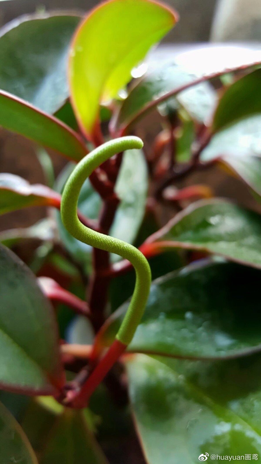 植物篇:(红边椒草(胡椒科,草胡椒属植物)) - 求真百科