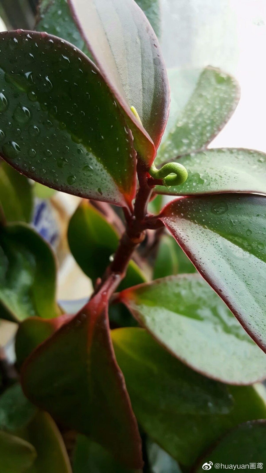 花解语红边椒草