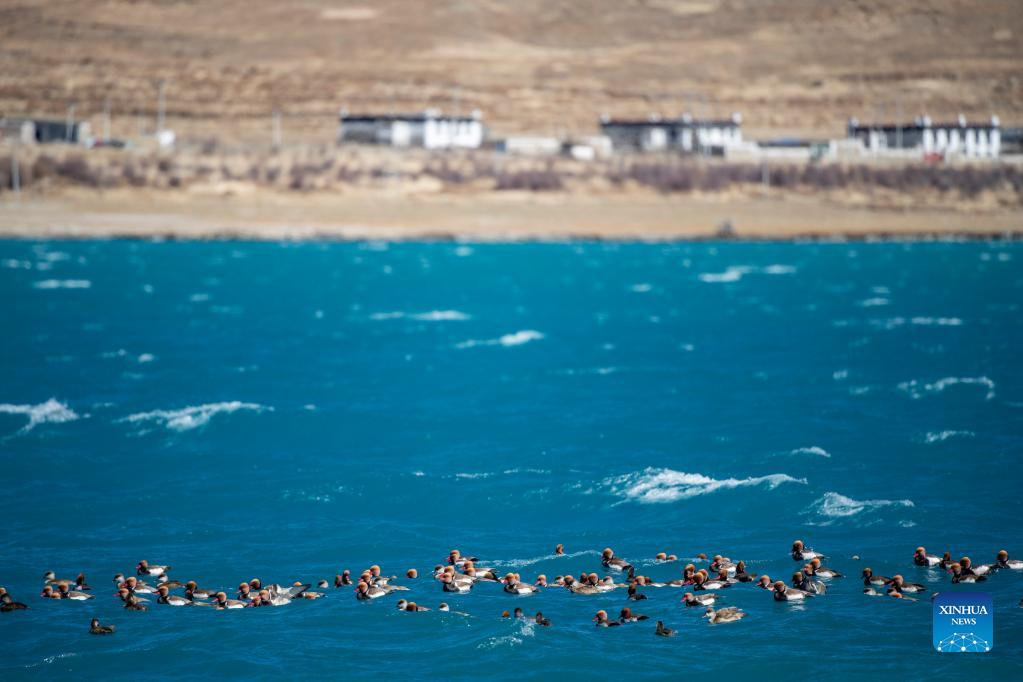 Early winter scenery in Chinas Tibet “圣湖”羊卓雍措__财经头条