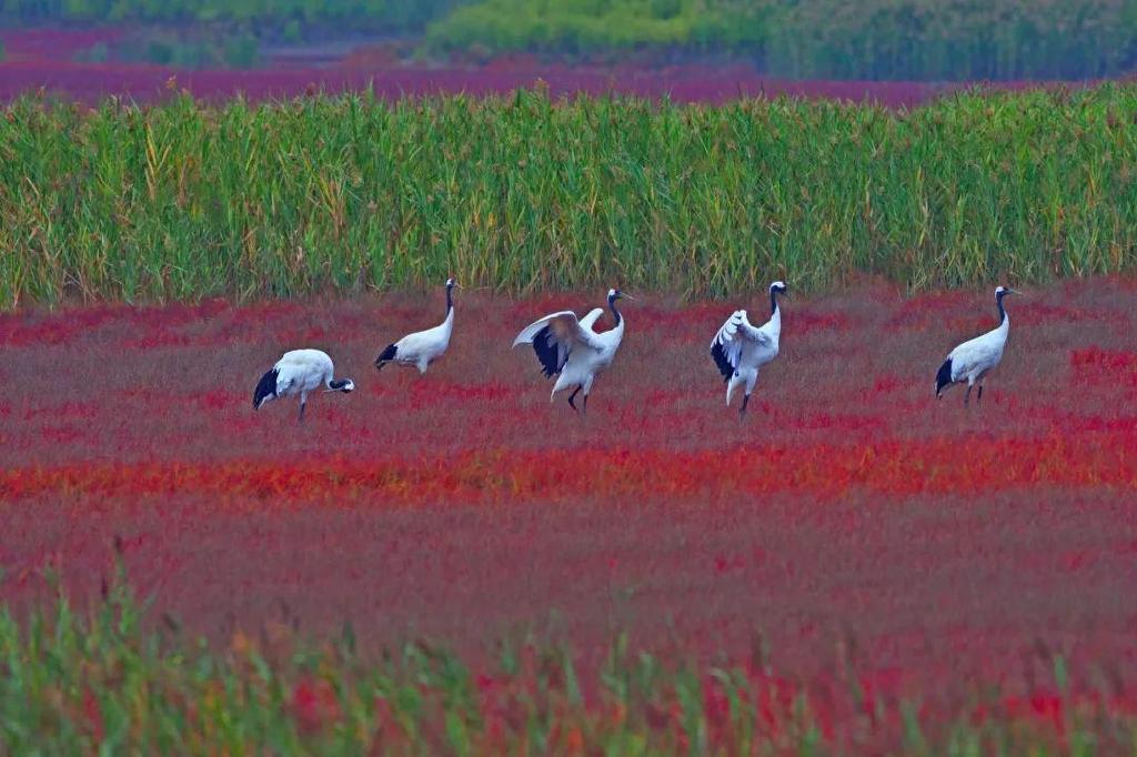 一个夏天都没出门？不如做一回“第一个看秋色的人”，可好？休闲区蓝鸢梦想 - Www.slyday.coM