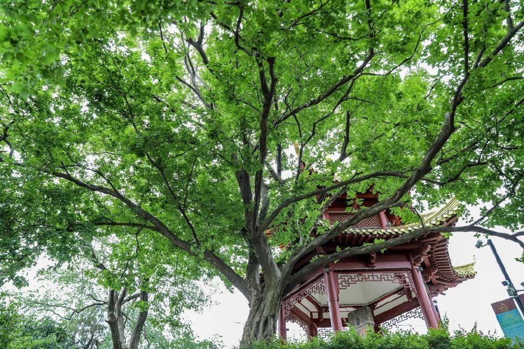 金陵古树 | 与青檀相约，触摸南京城市记忆的活化石|活化石|青檀|古树_新浪新闻