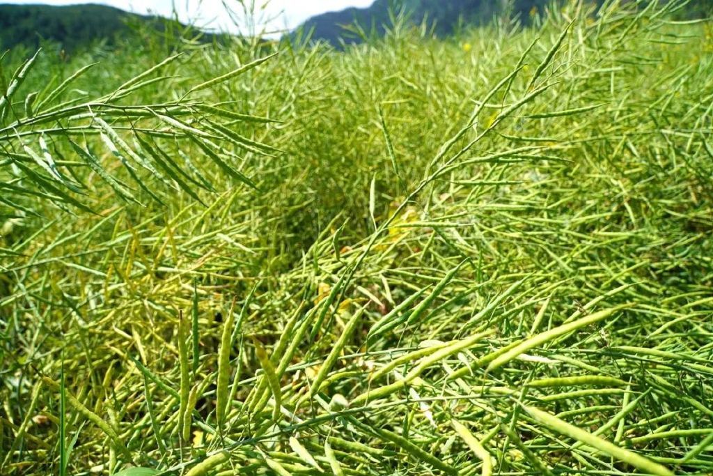 卓尼:万亩油菜长势喜人 丰收在望 成为秋收图中最靓的风景线