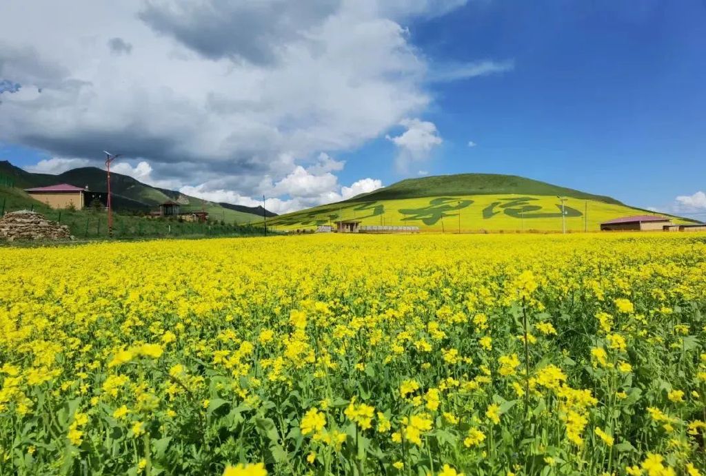 赖挠慰投荚蛔磕嵯赝昝罢蚝焐娇,一幅以油菜为画布,绘画着"五无甘南