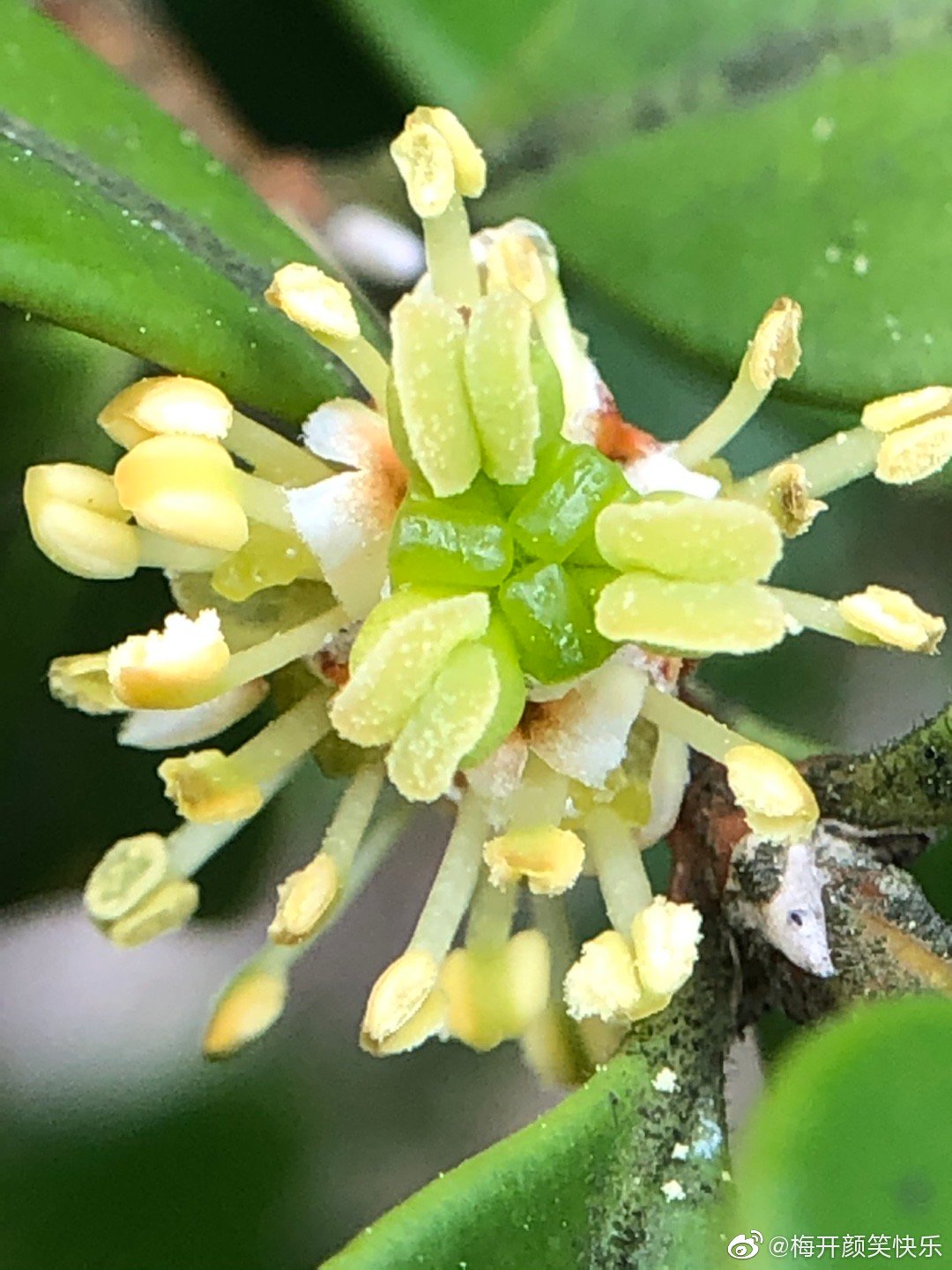 瓜子黄杨开花结果了