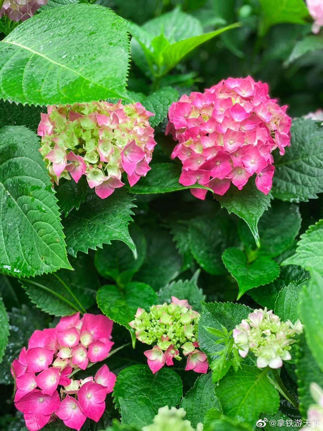 漠漠花开无尽夏