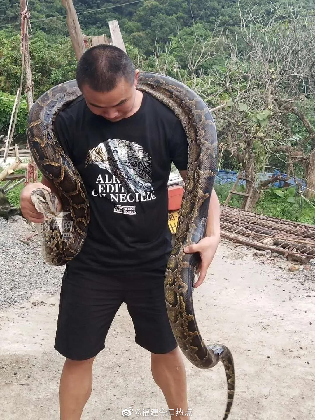 莆田华亭后角村出现4米长的大蟒蛇,有40斤重!