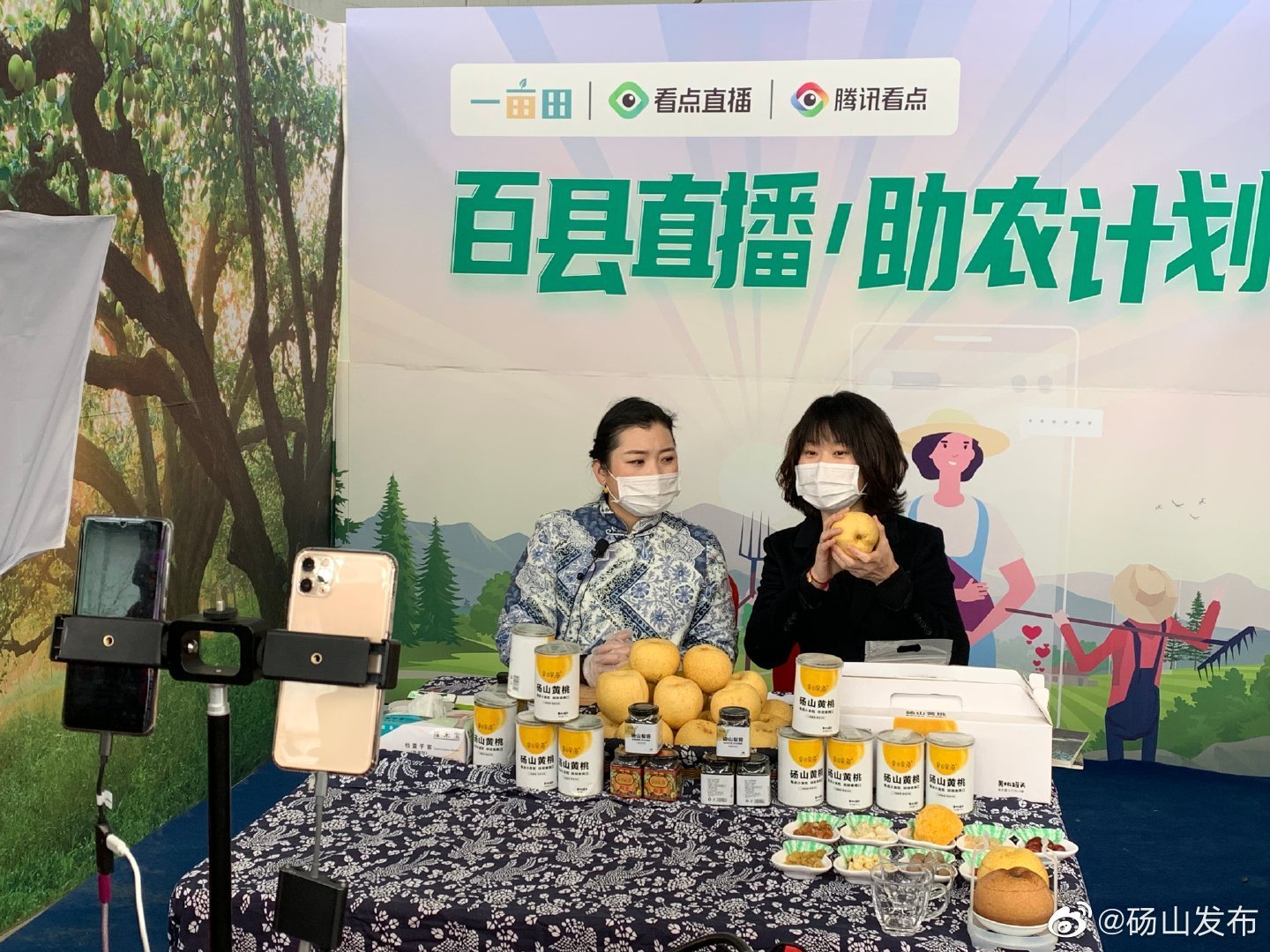 副县长直播"带货",半小时销售砀山酥梨近20万斤