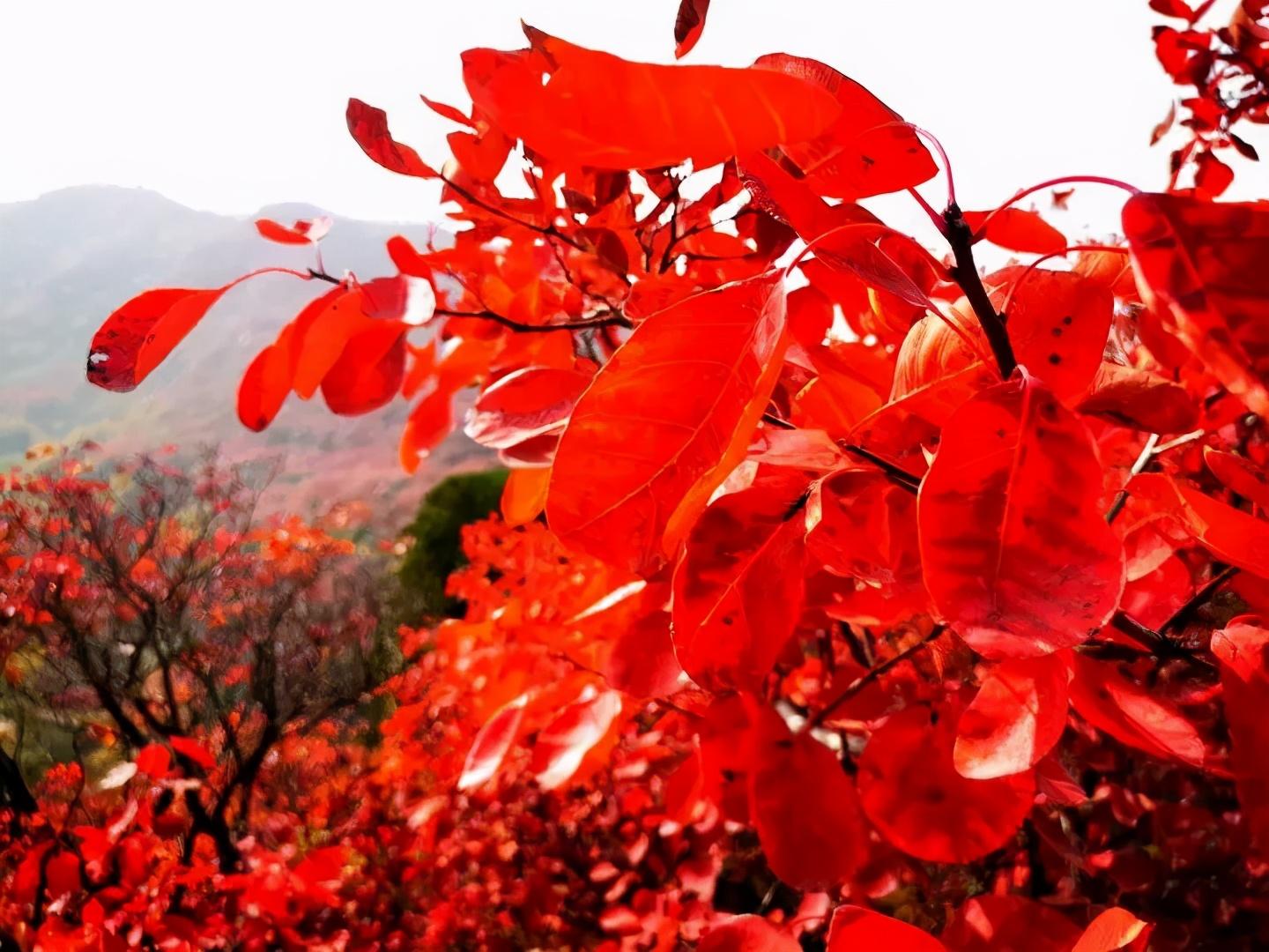 惊济南发现超100岁的野生黄栌林无数游客奔赴只为看它一眼