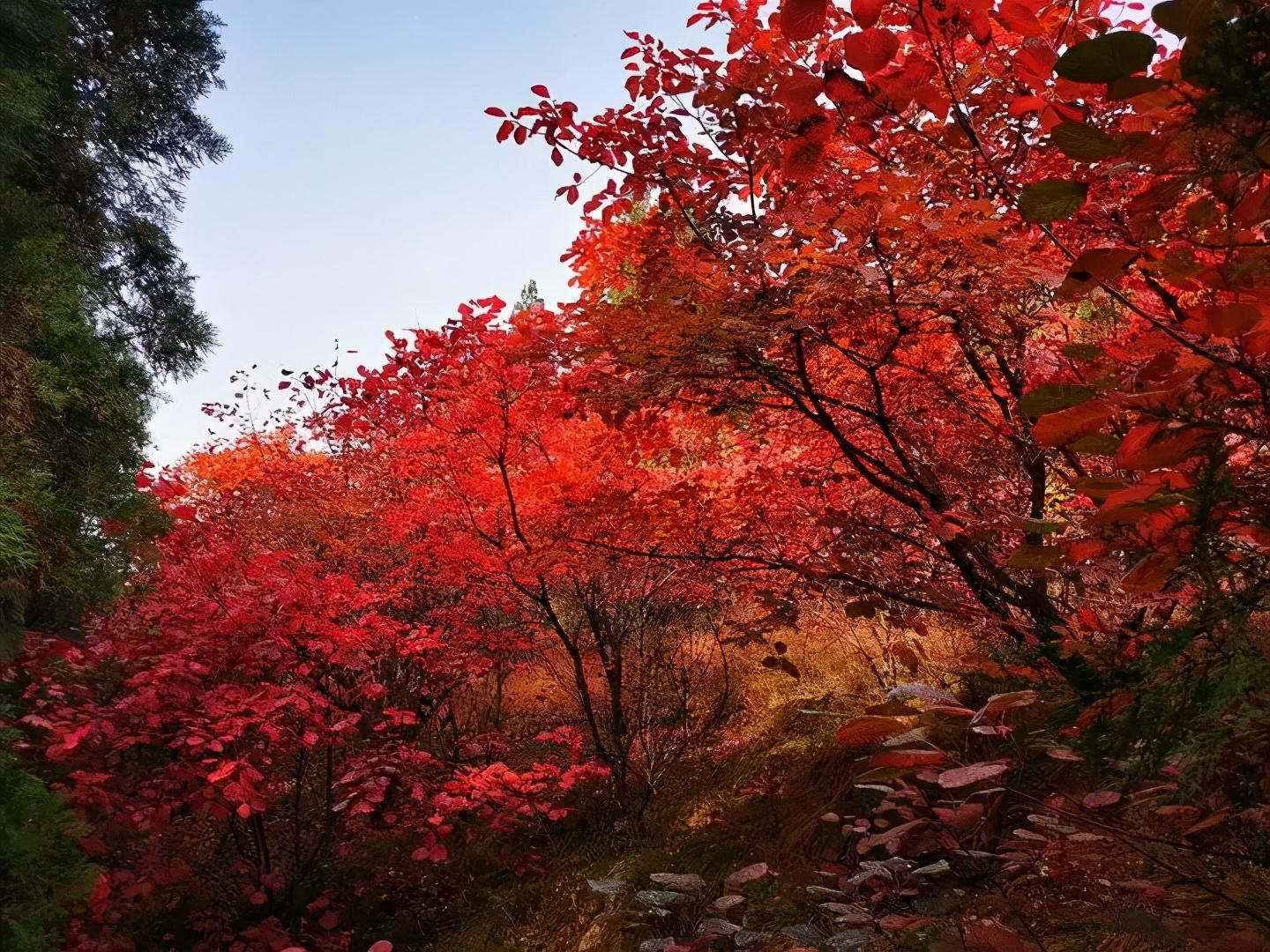 惊济南发现超100岁的野生黄栌林无数游客奔赴只为看它一眼