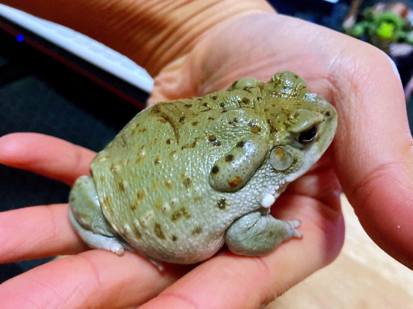 几个月前豆子大小的小沙蟾蜍～现在已经比铁皮青蛙还大了～_高清图集