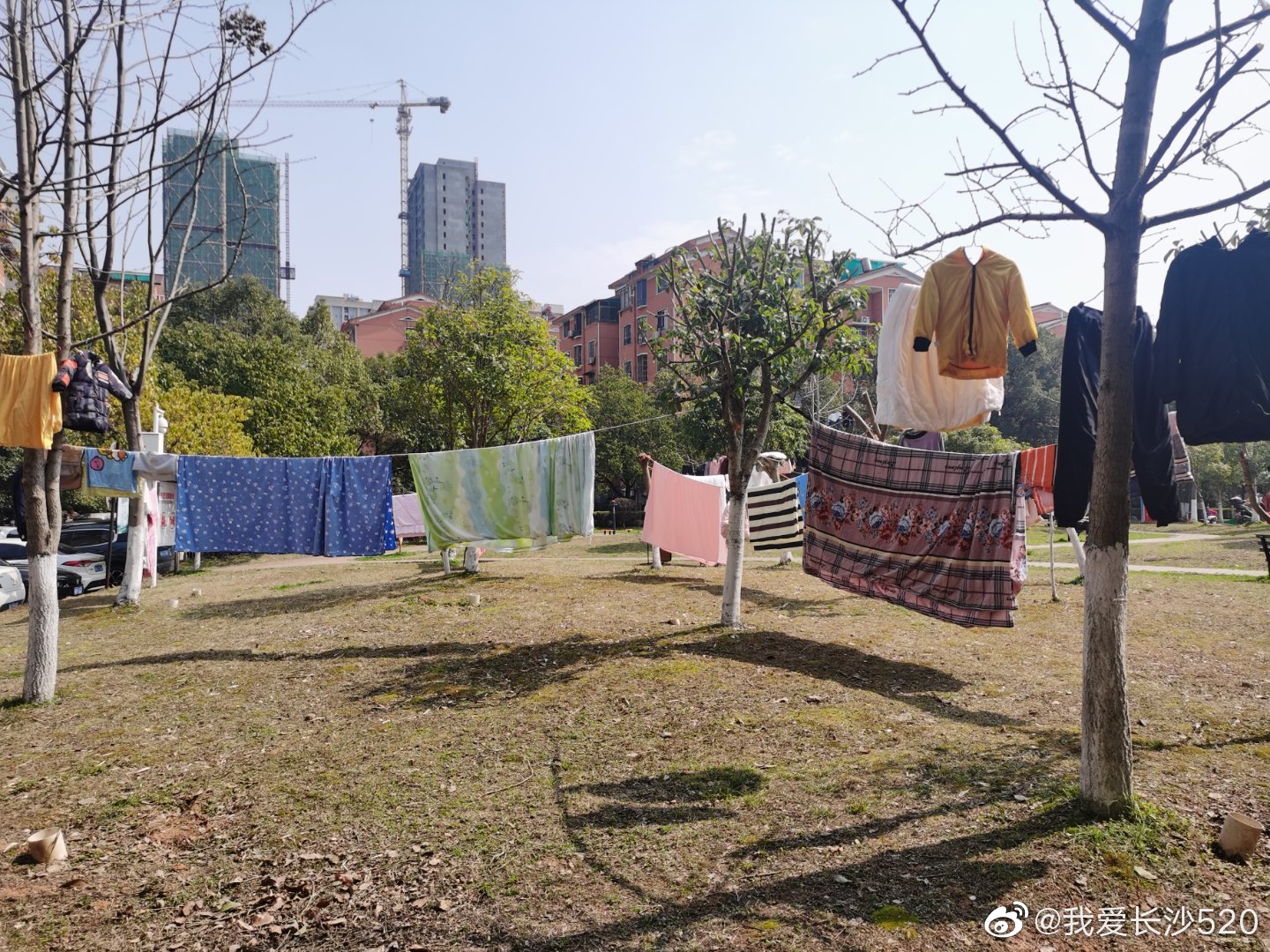 晴朗的天气是最适合晒被子的,长沙某小区树枝上挂满衣服……_高清图集