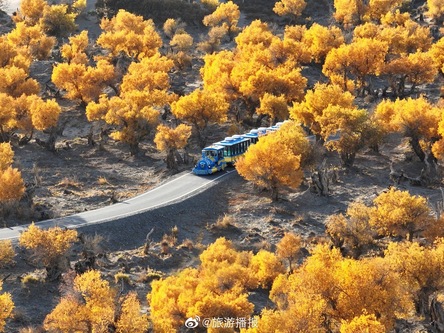 新疆伊吾胡杨林是世界仅存的三大原始胡杨林之一