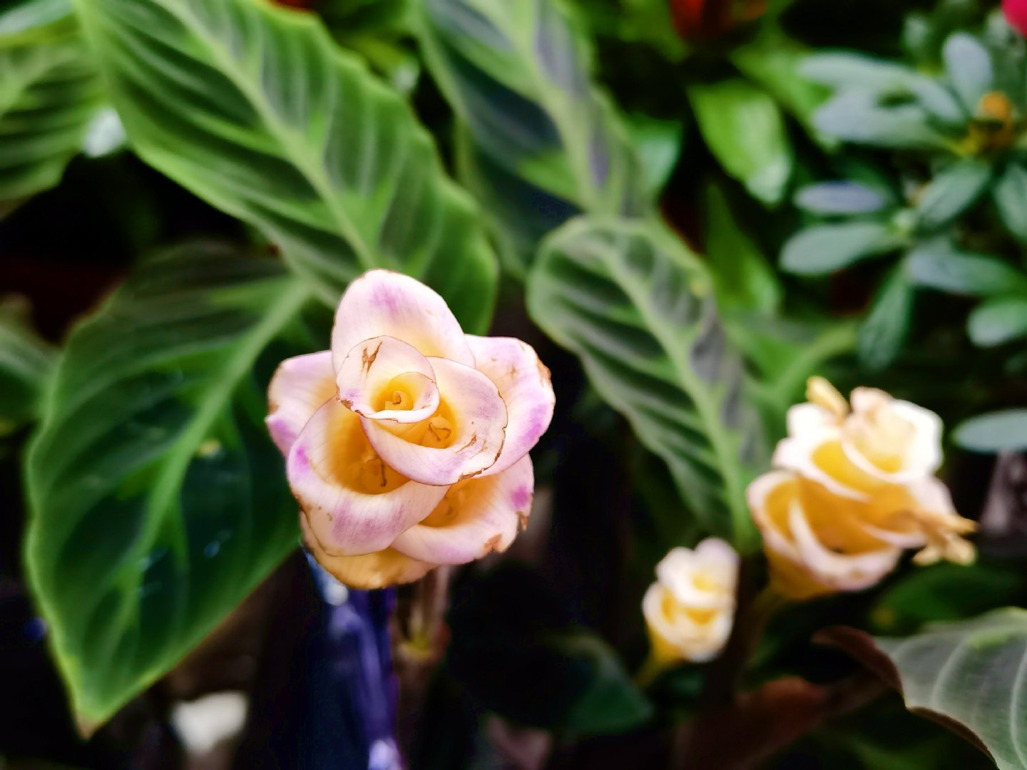 紫背天鹅绒竹芋花朵,原创拍摄|天鹅绒竹芋|花朵|原创_新浪新闻