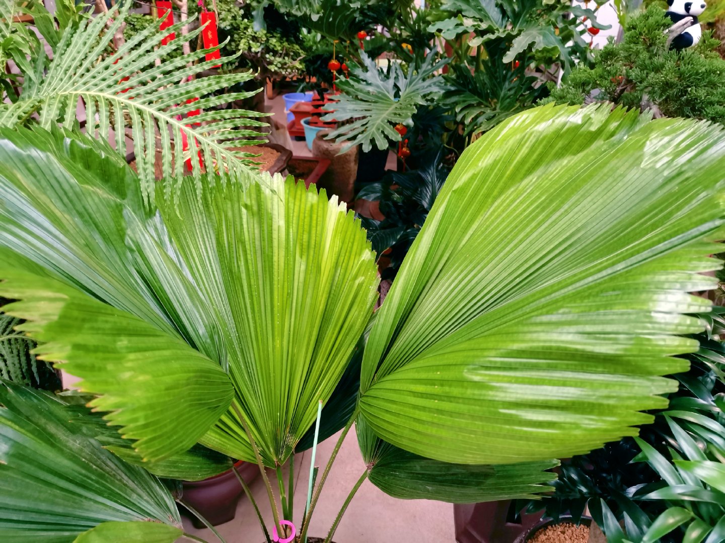 热带植物圆叶轴榈,原创拍摄_新浪新闻