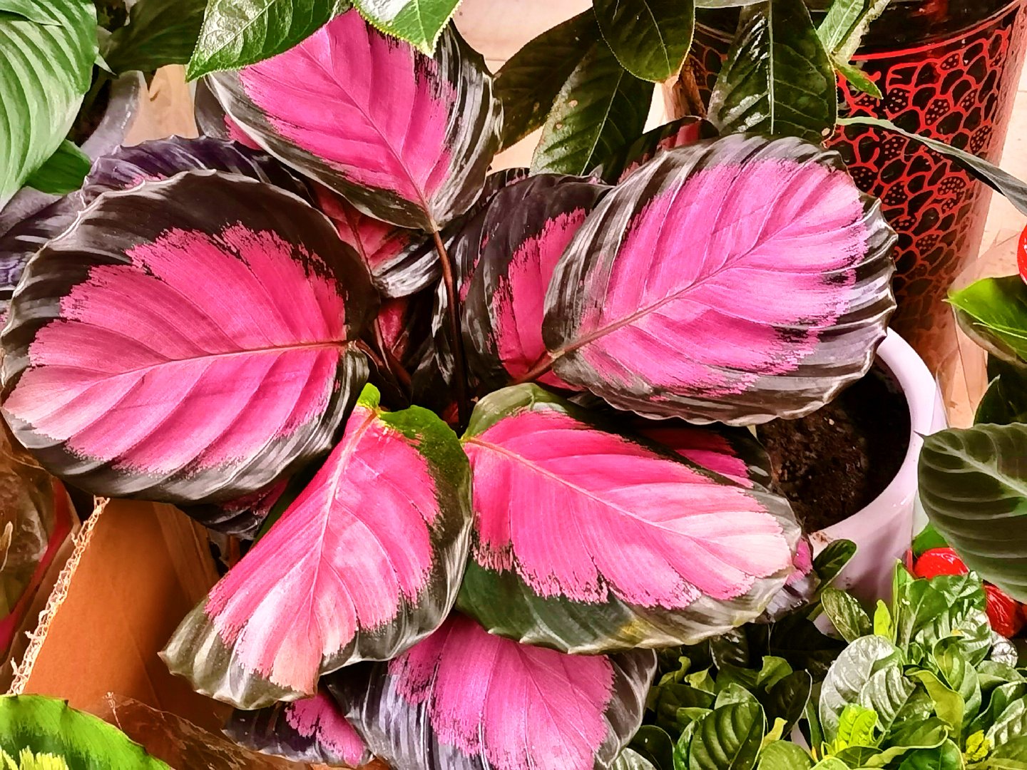 彩虹玫瑰竹芋,原创拍摄|竹芋|彩虹|玫瑰_新浪新闻