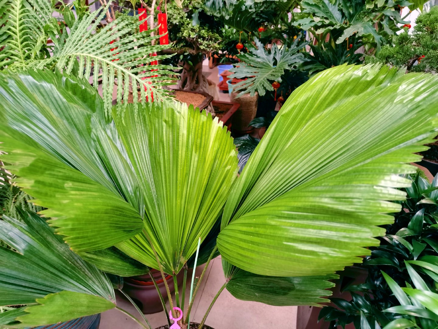 热带植物圆叶轴榈,原创拍摄_新浪新闻