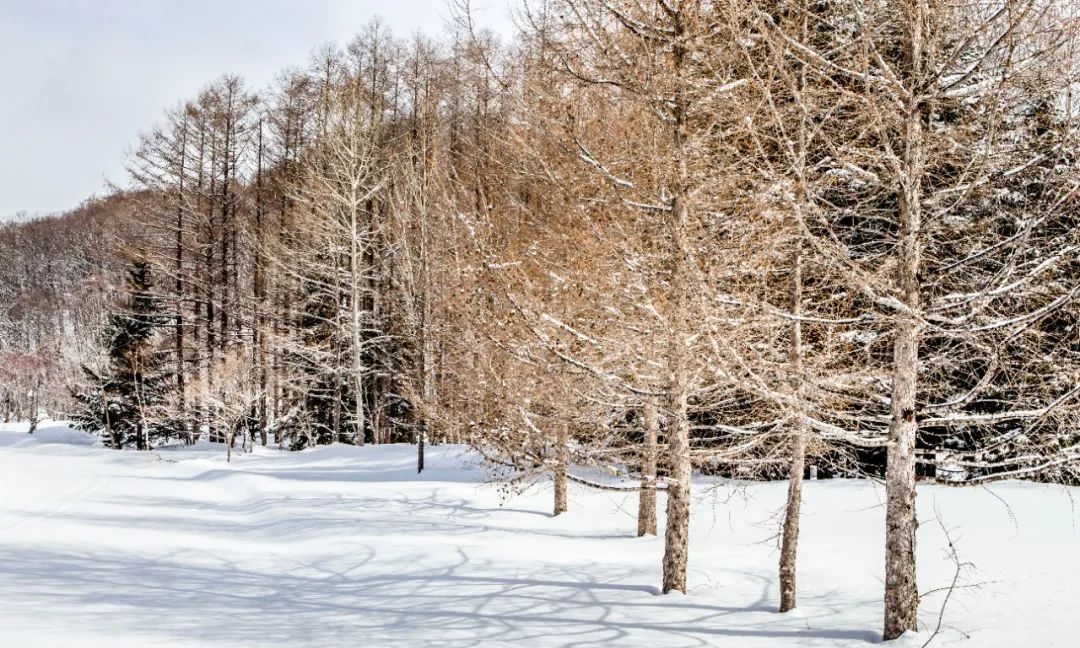 国外风光图片系列(5)——日本北海道(上)休闲区蓝鸢梦想 - Www.slyday.coM 国外风光图片系列(5)——日本北海道(上)休闲区蓝鸢梦想 - Www.slyday.coM