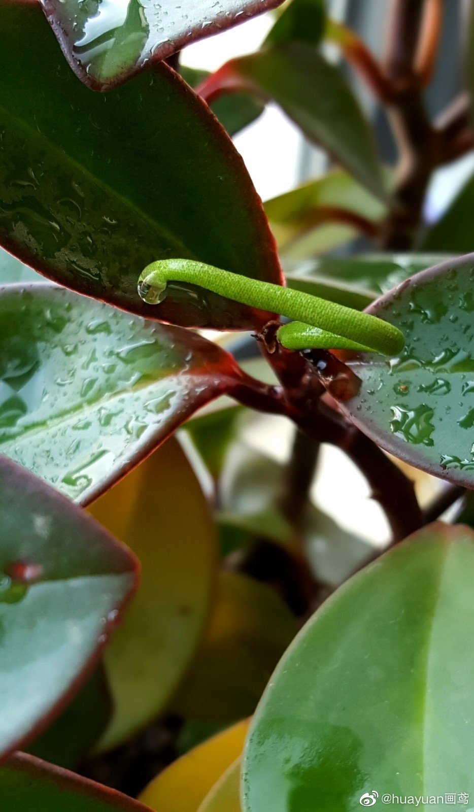 花解语红边椒草