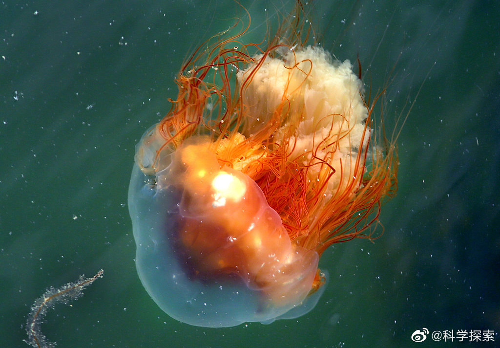 好美!美国马萨诸塞州,美国南部海岸近期出现大量狮鬃水母