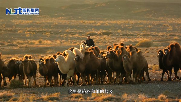 沙漠有机驼奶好在哪 驼奶营养价值与适用人群