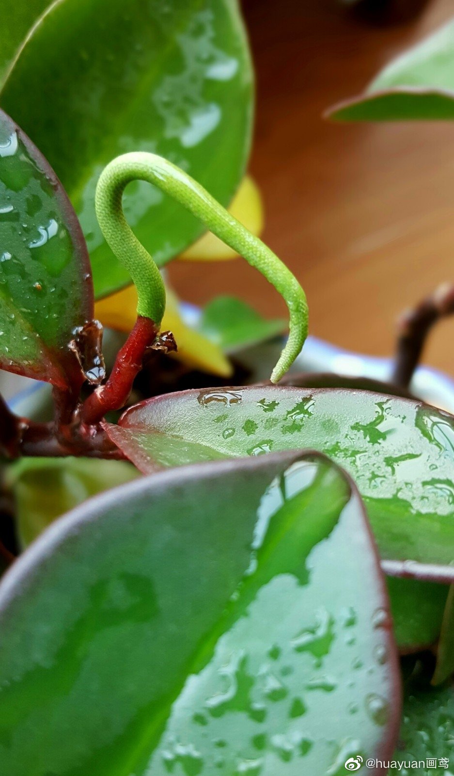 花解语—红边椒草|椒草|豆瓣绿|紫红色_新浪新闻