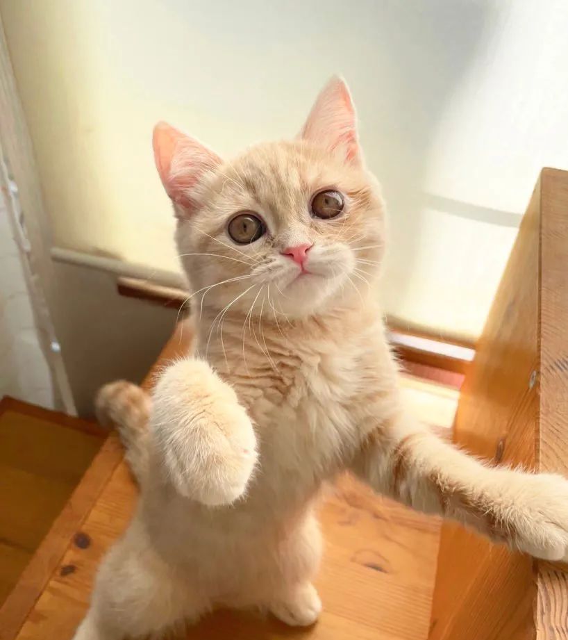 吸到甜美小橘猫比砂糖橘还甜