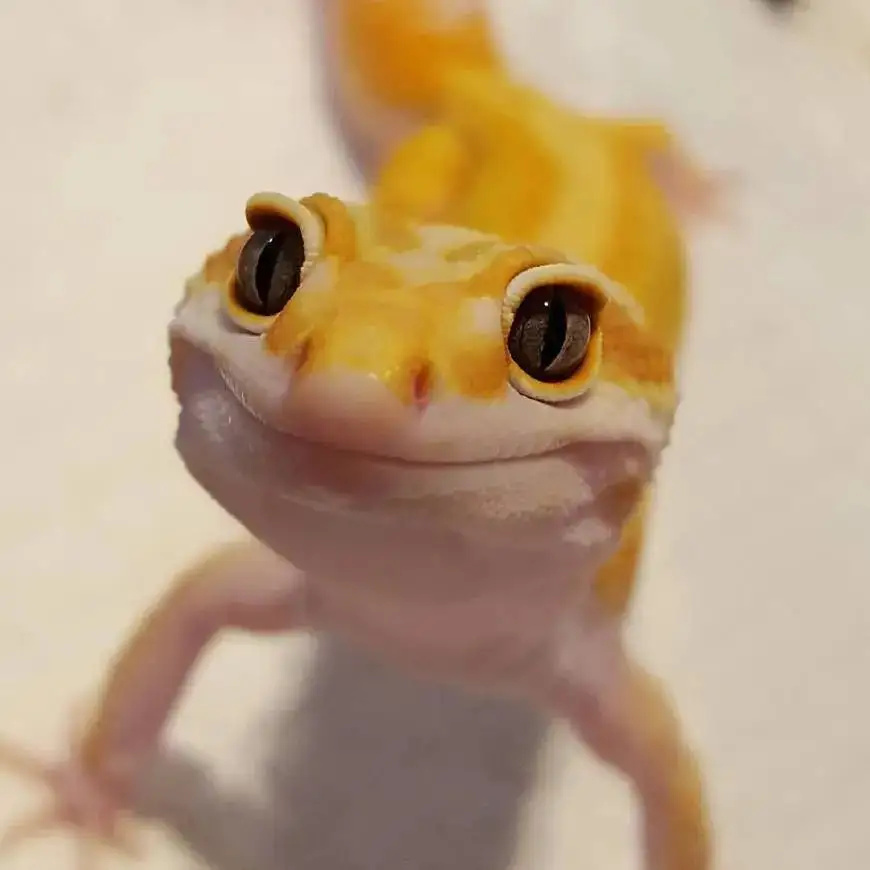 蛇,蜥蜴,鳄鱼."神奇动物"进家门,异宠霸屏是好是坏?__财经头条