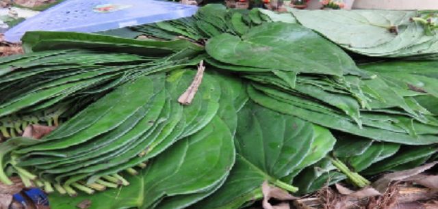 包槟榔的叶子是什么你知道吗