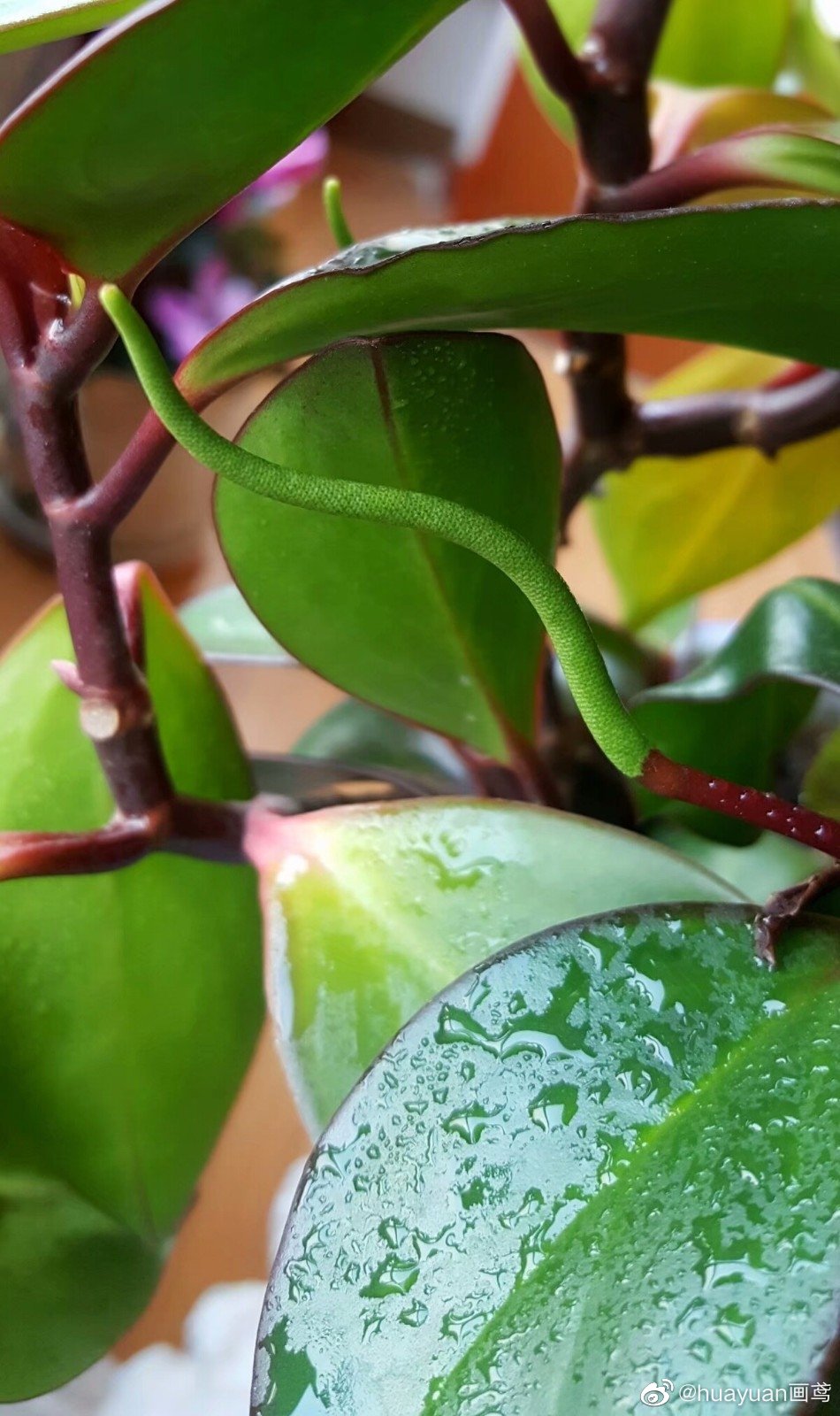 花解语—红边椒草|椒草|豆瓣绿|紫红色_新浪新闻