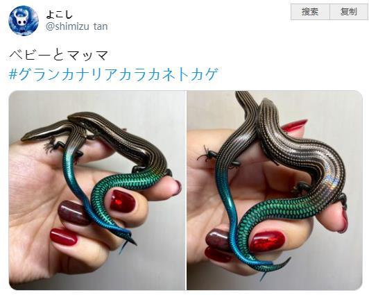 蓝尾金蜥的宝宝和妈妈