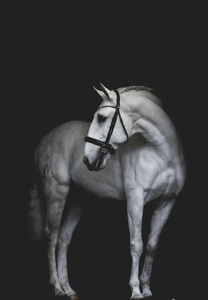 比利时摄影师ans roels拍的马 能够将可爱的动物的自然之美……_高清