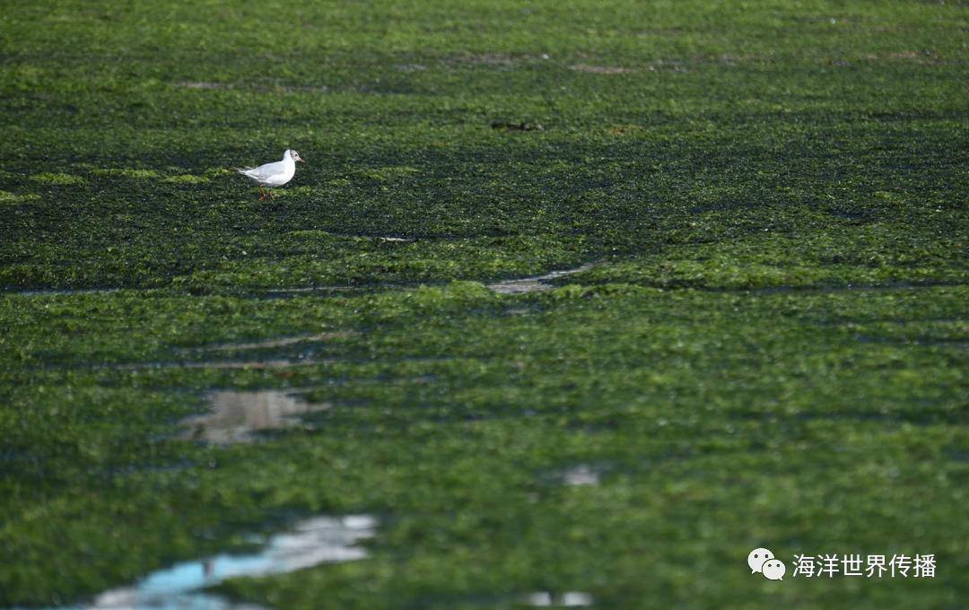 海洋生态灾害,“黄海浒苔绿潮”为什么首当其冲?|浒苔|黄海|灾害_新浪新闻