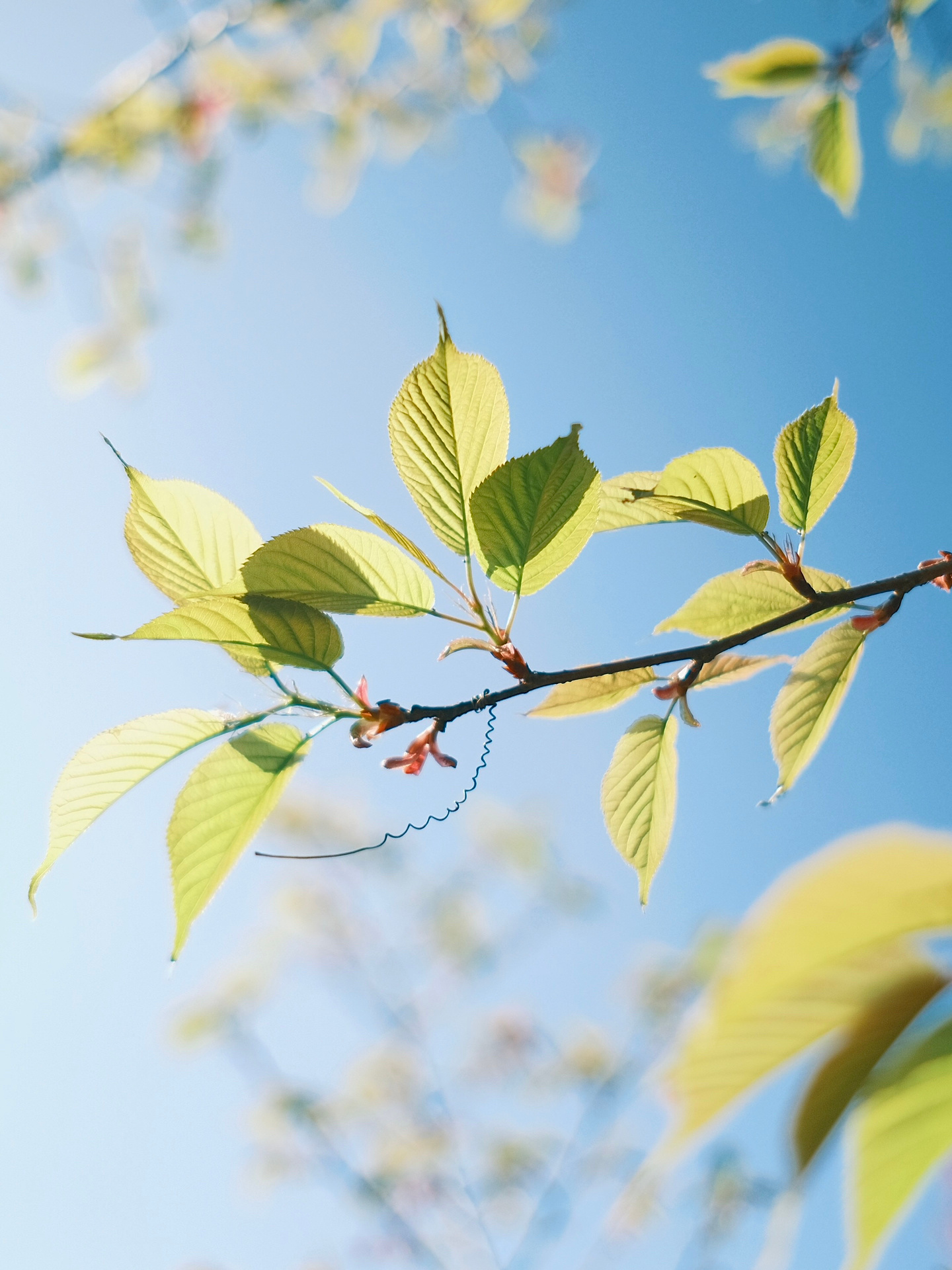 印度对英国感恩戴德原因 英国殖民统治的独特手段