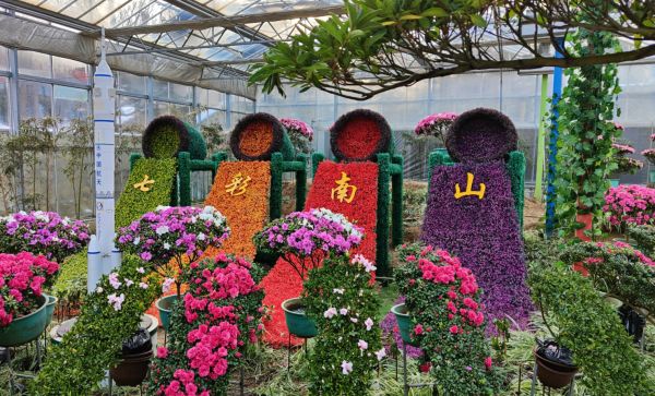 大连旅顺小南村七彩南山杜鹃花开迎新春