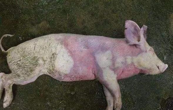 猪耳朵发红发紫是什么病可能是这8种猪病养猪人注意了