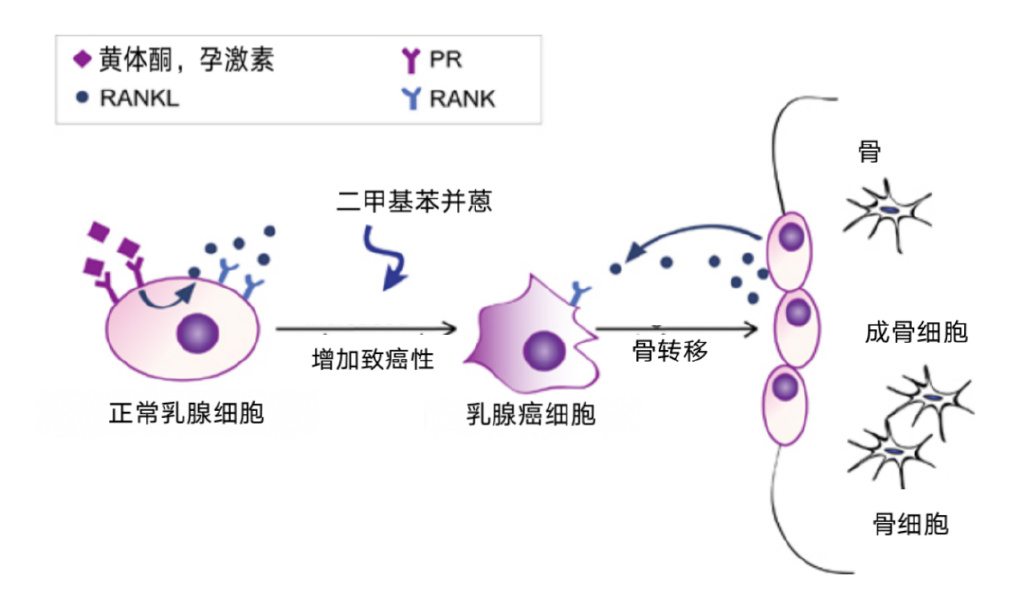 重新定义骨转移治疗—地舒单抗在乳腺癌骨健康全程管理中的作用__财经
