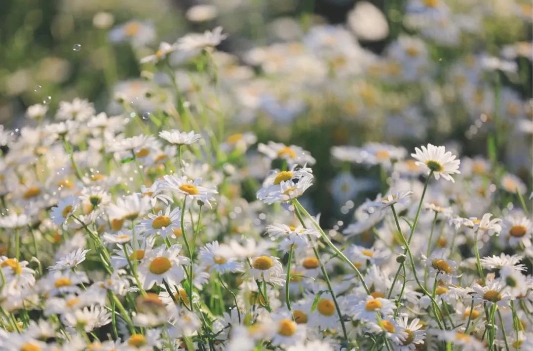 北京小众绝美的雏菊花海