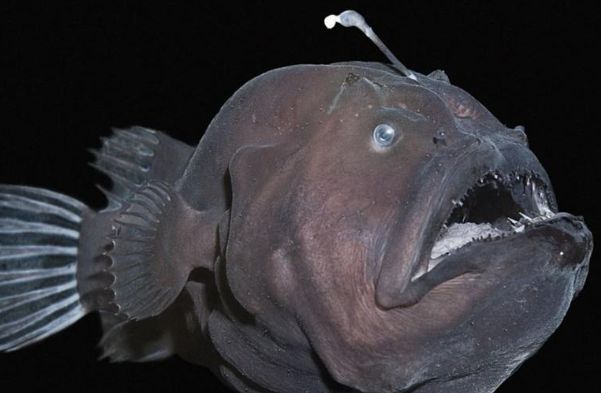 十大恐怖鱼深海鱼图片