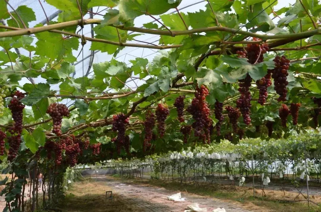 吃葡萄啦!第35届中国大泽山葡萄节开幕式今日举行