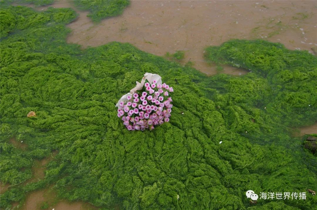 海洋生态灾害,“黄海浒苔绿潮”为什么首当其冲?