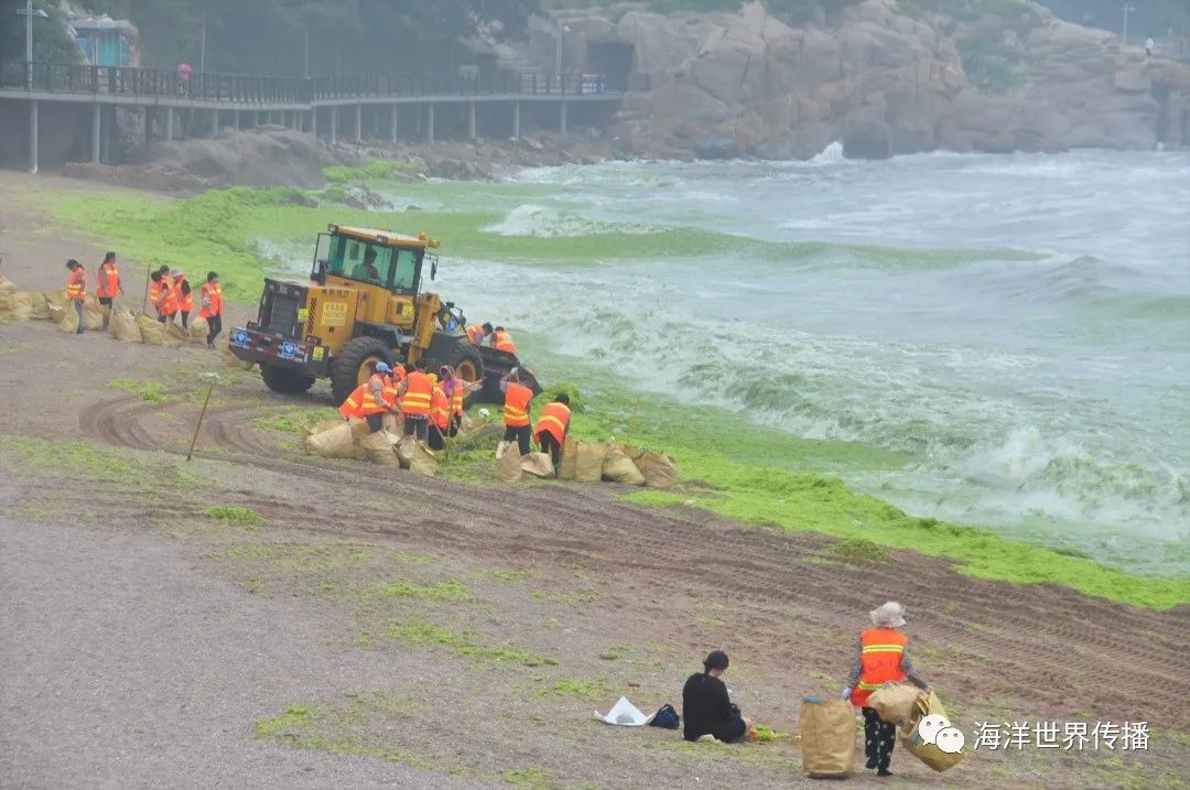 海洋生态灾害,“黄海浒苔绿潮”为什么首当其冲?|浒苔|黄海|灾害_新浪新闻