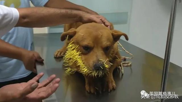 狗子一年内两次和豪猪干架被扎几百根刺网友豪猪还好吗