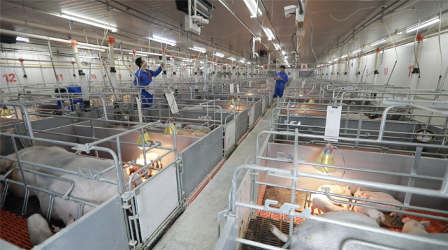 新希望:2020营收利润将创历史新高,800万头生猪出栏目标已实现